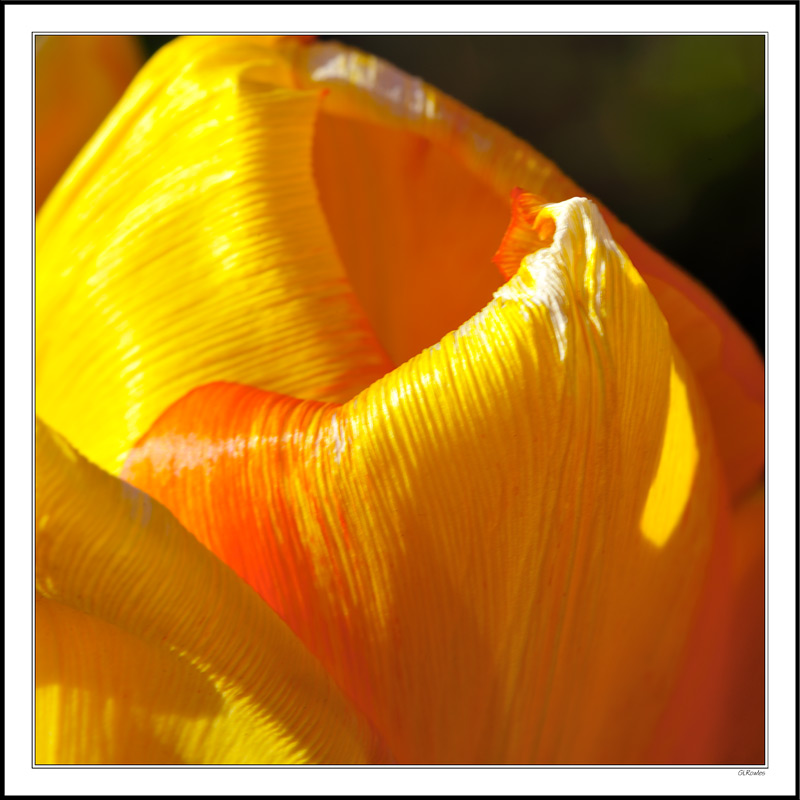 Corduroy Orange