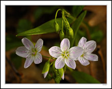 Spring Beauties Begin to Emerge