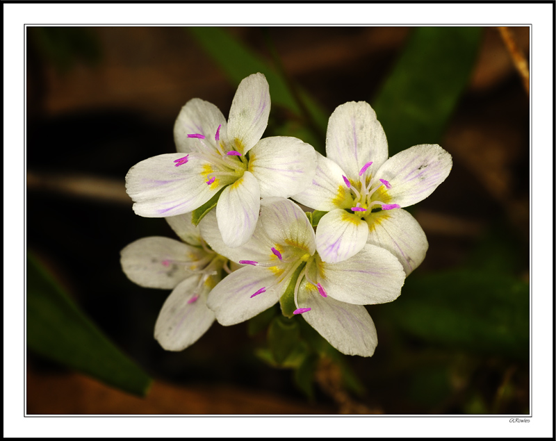 Spring Beauty Crowd