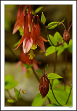 Wild Columbines Dominate the Wildflower Scene