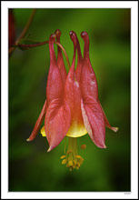 Wild Columbines Dominate the Wildflower Scene