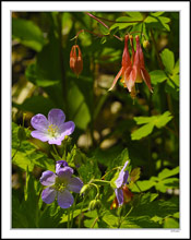 Wild Columbines Dominate the Wildflower Scene