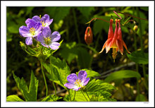 Wild Columbines Dominate the Wildflower Scene