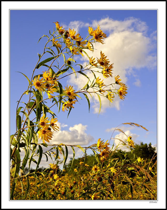 Reach for the Sky