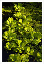 Sunbathed Water Lettuce