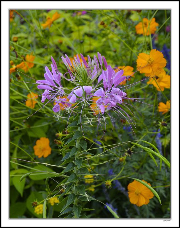 Cleome Court