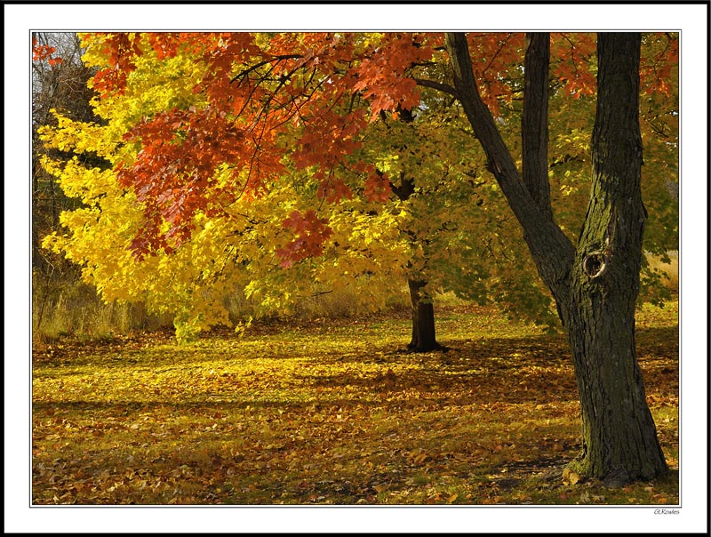 Maple Color Riot in the Park I