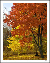 Maple Color Riot in the Park II