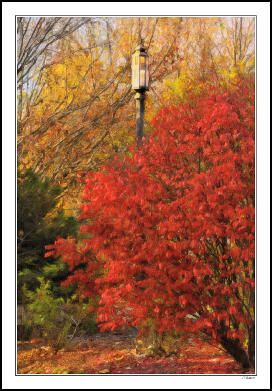 Burning Bush at Dawn