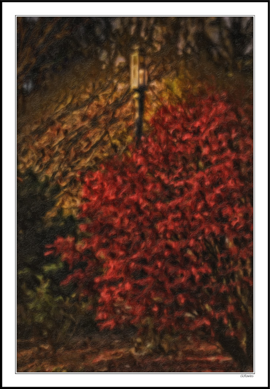 Burning Bush by Lamplight