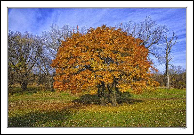 Three Trunks and One Canopy