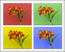 Four Peruvian Lilies