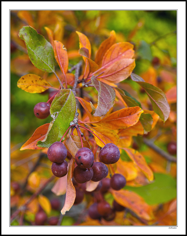 Red Potato Berries