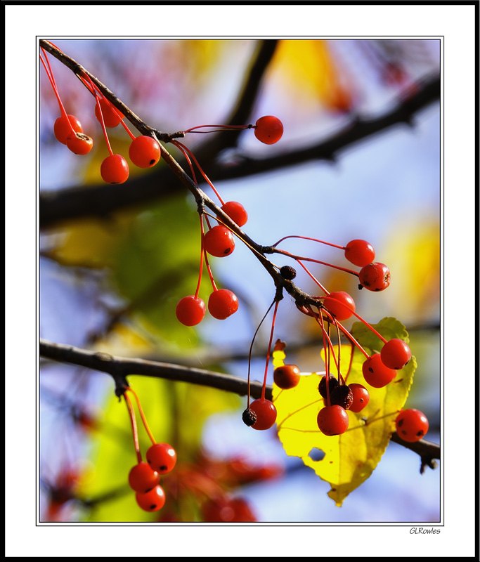 Crab Berry Joy