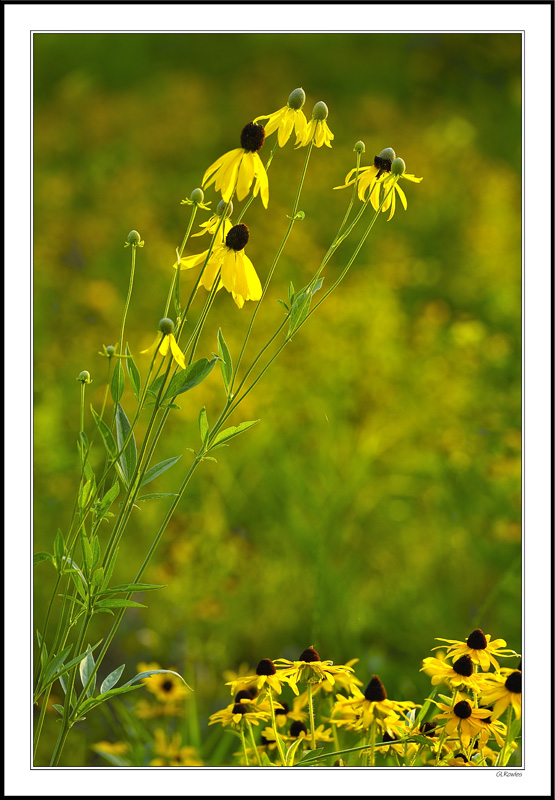 Cone Flowers Launch