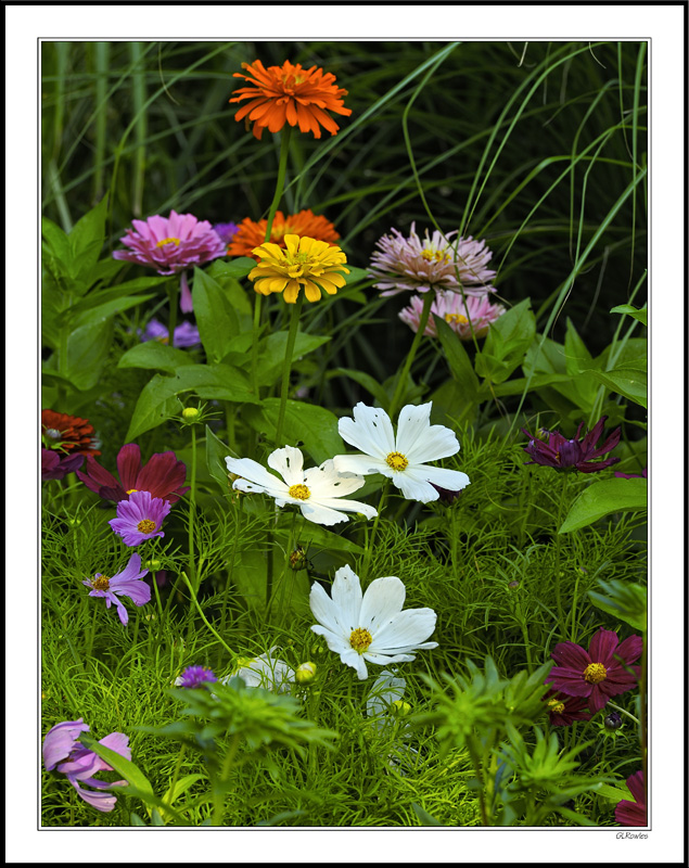 Ox-eyes and Zinnias Summer Garden