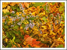 Fall Aster Over the Fallen Leaves