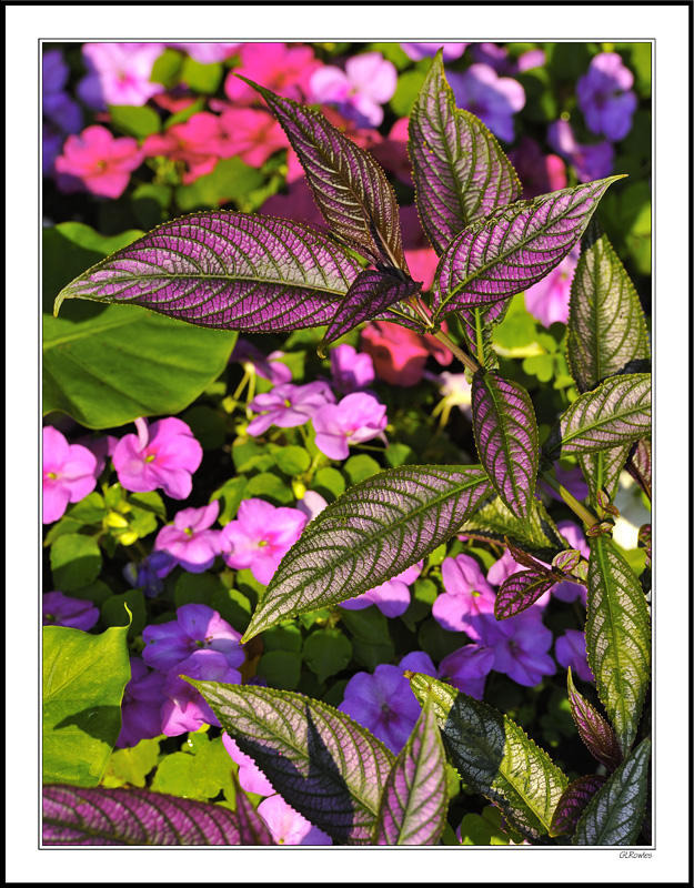 Persian Shield