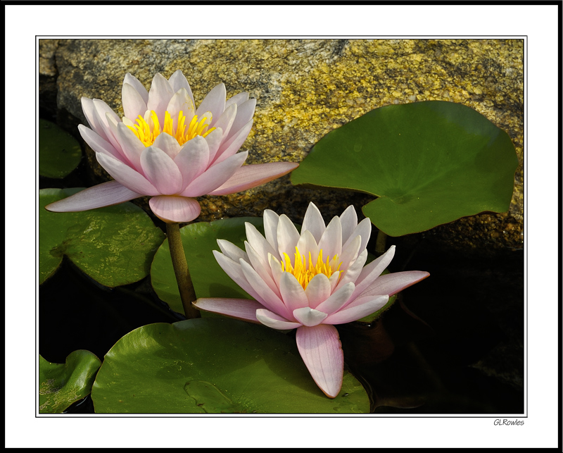 Water Lily on Gold