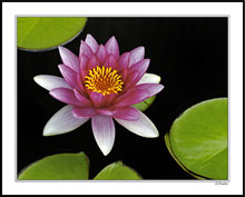 Water Lily on Black