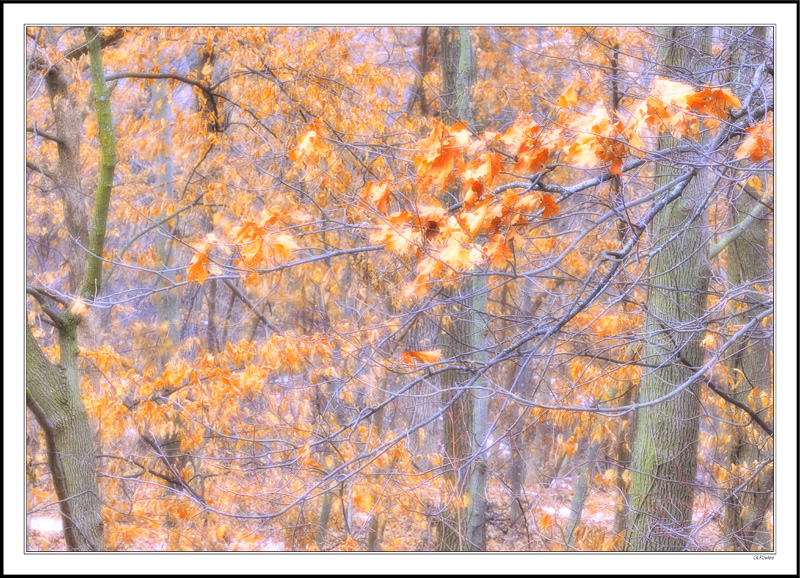 Autumn Dazzle in Winter