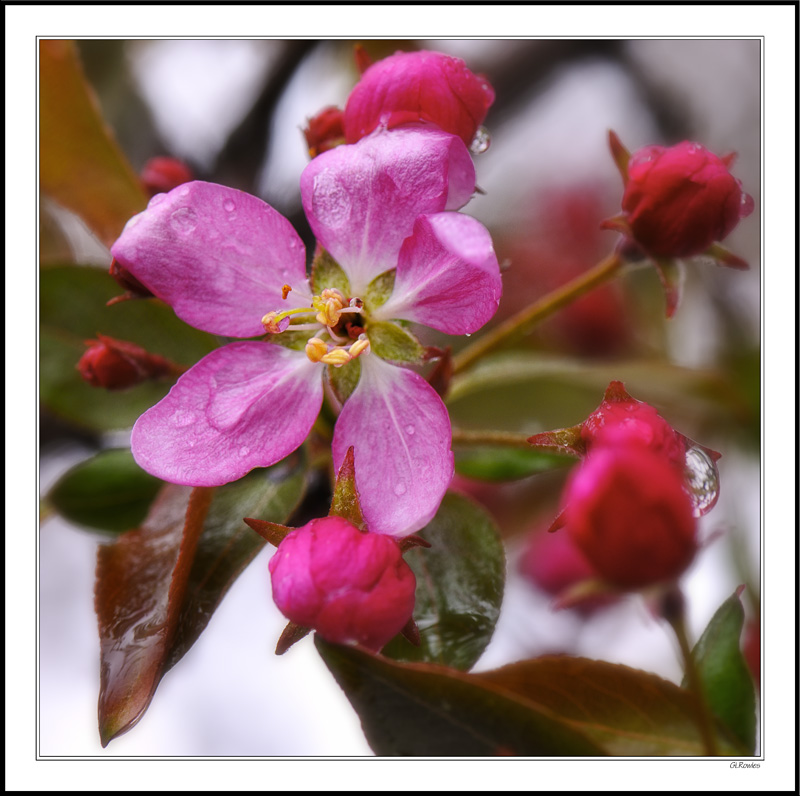 A Spring Blast of Winter Stings