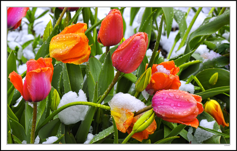 Tulip Beauty Undaunted By Late Snow