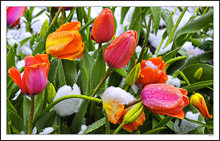 Tulip Beauty Undaunted By Late Snow