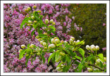 Buds on Buds