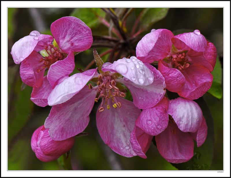 Rain-kissed Crab Blossoms