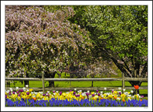 Tulips, Fence and Bower