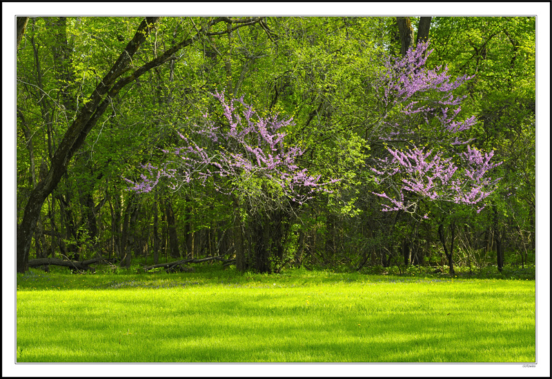 Red Bud Streamers Break Free