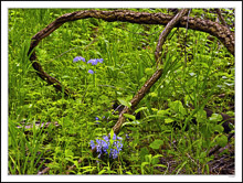 Lassoed Phlox