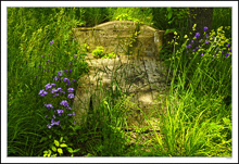 Root Cellar