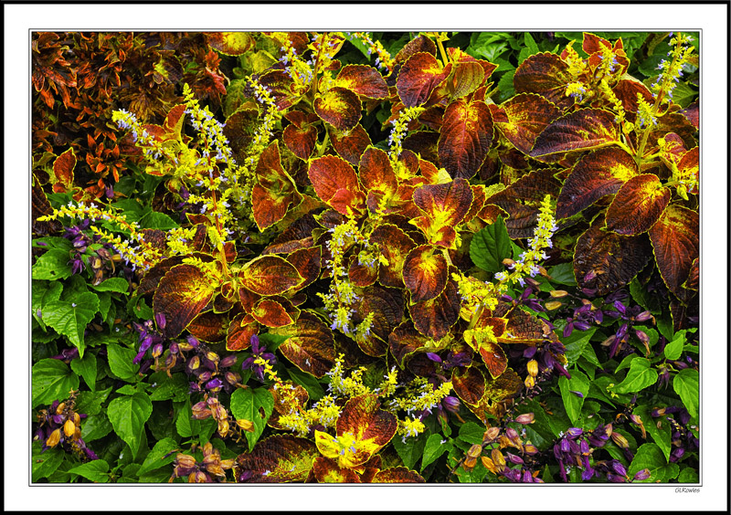 Wine-Dipped Hostas