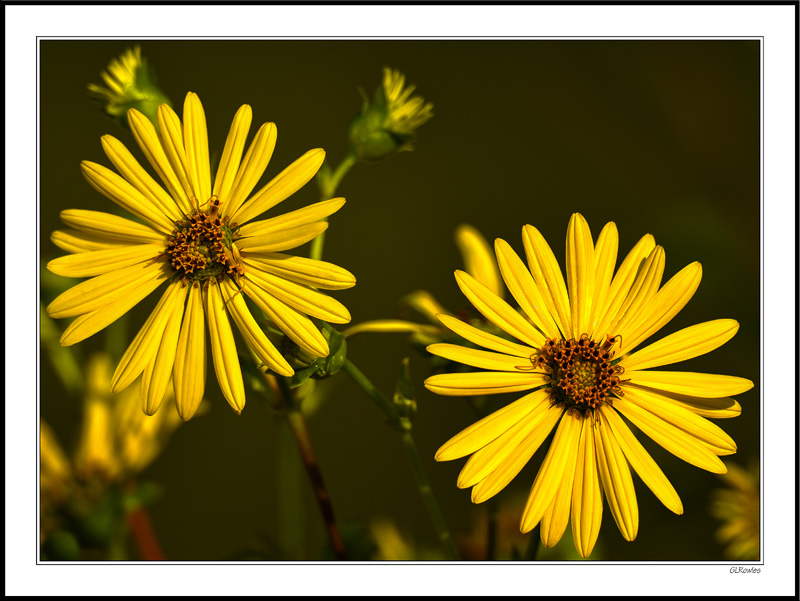 Sunflower Duet