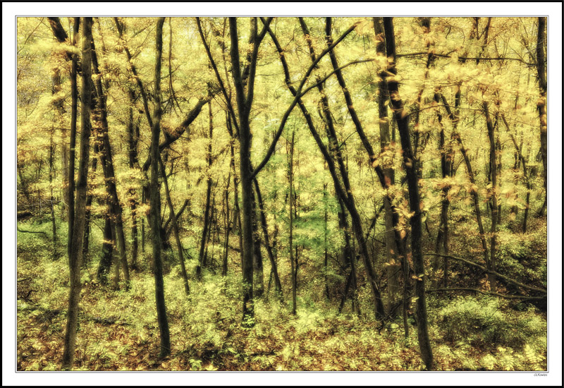 Dappled Saplings