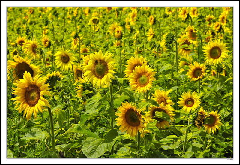 Field of Smiles