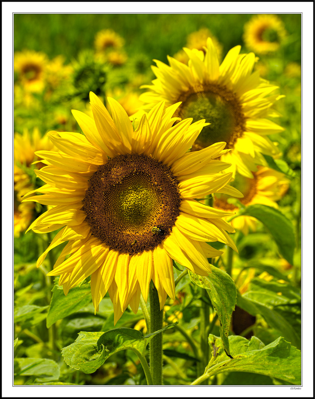 Sunny Faces