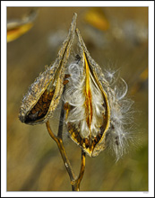 Milkweed Beauty I