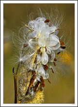 Milkweed Beauty II