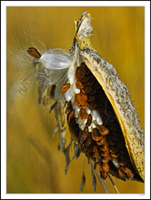 Milkweed Beauty III