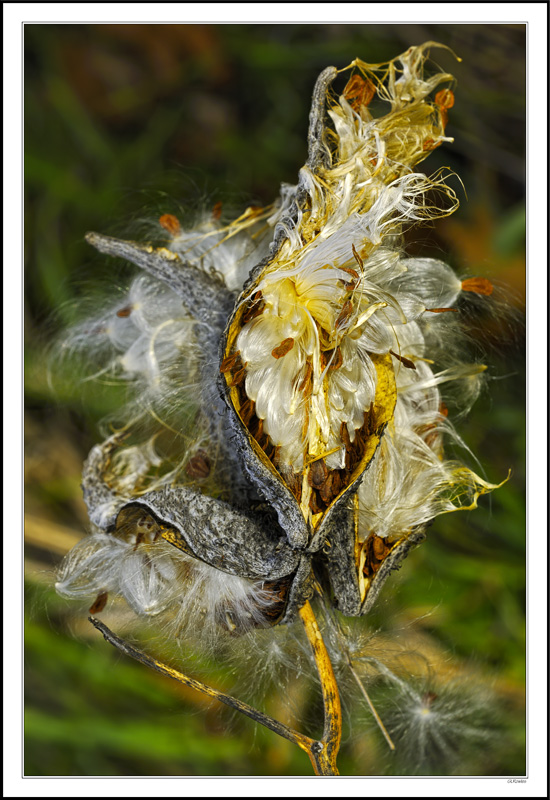 Milkweed Beauty IV