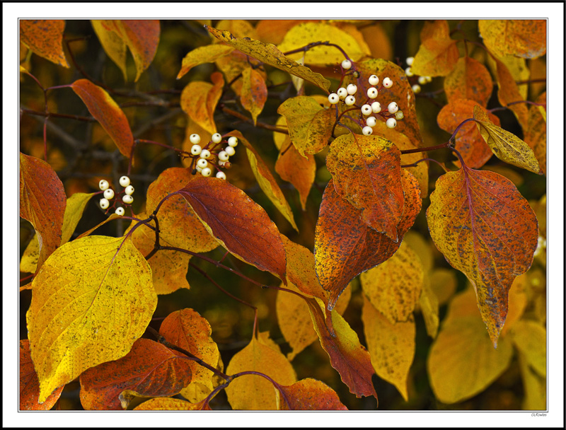 Dogwood Berries I