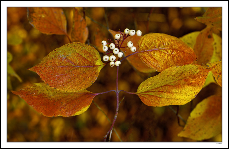 Dogwood Berries II