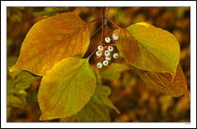 Dogwood Berries III