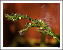 Reflections In A Blade of Grass I