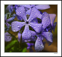 Bejeweled Blue Phlox