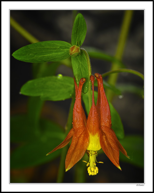 Sun-Heated Columbine