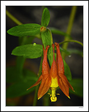 Sun-Heated Columbine